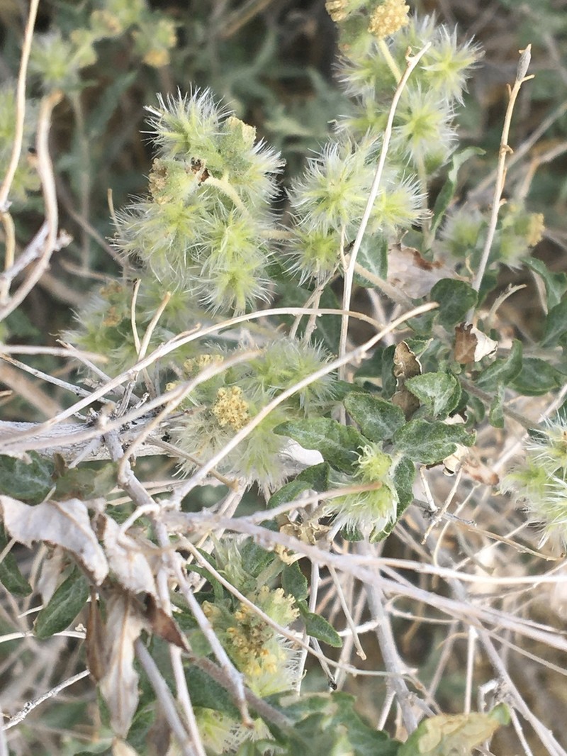Woolly Fruit Bur Ragweed photo 2