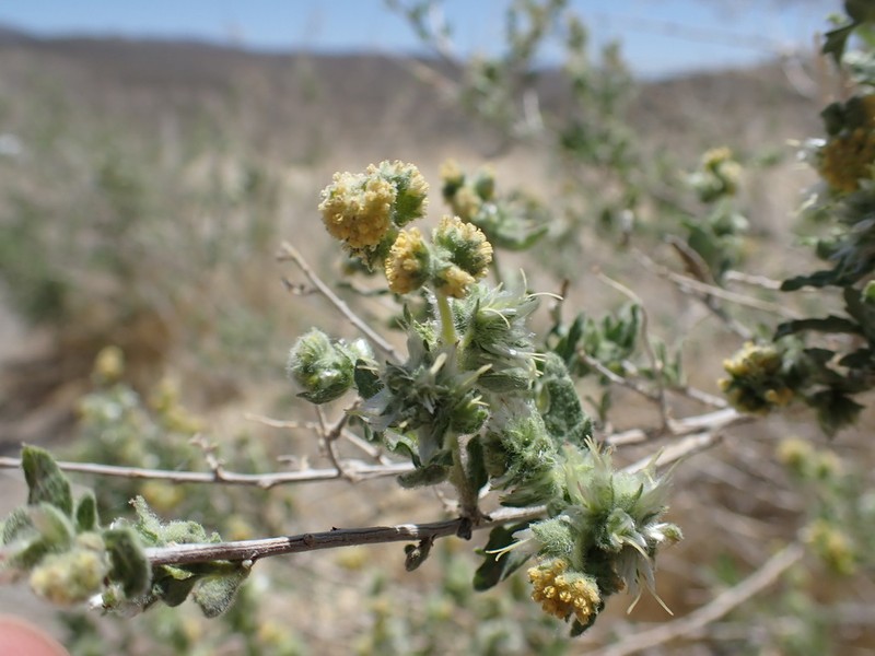 Woolly Fruit Bur Ragweed photo 3