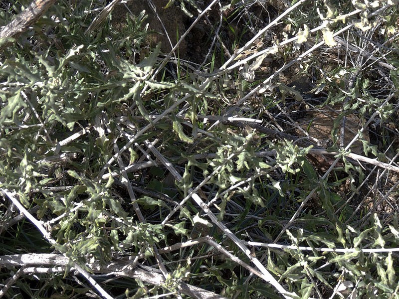 Woolly Fruit Bur Ragweed photo 4
