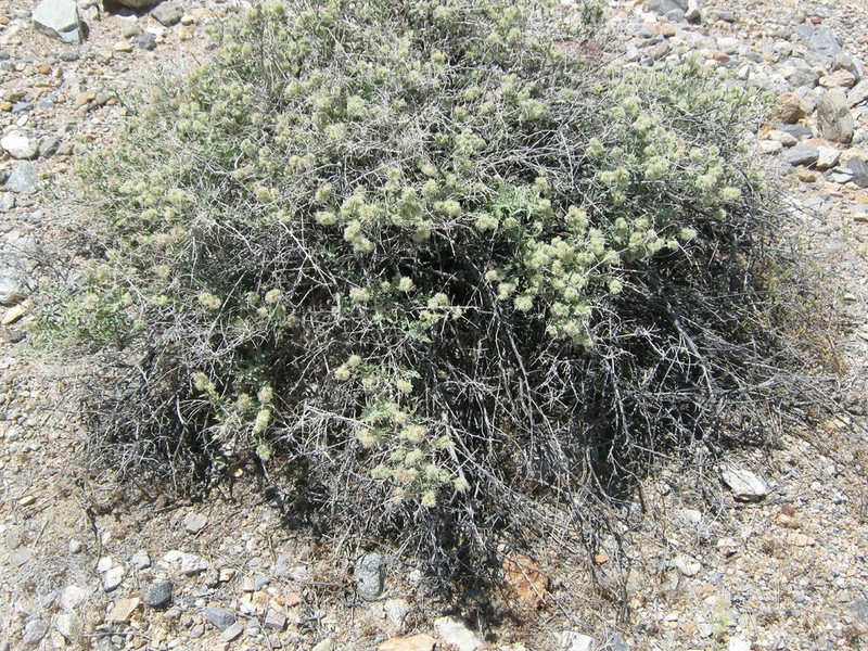 Woolly Fruit Bur Ragweed photo 6