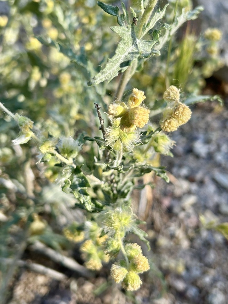 Woolly Fruit Bur Ragweed photo 7