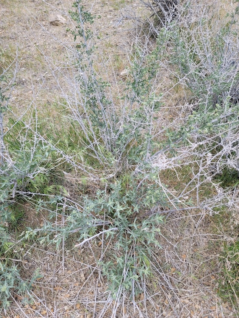 Woolly Fruit Bur Ragweed photo 8