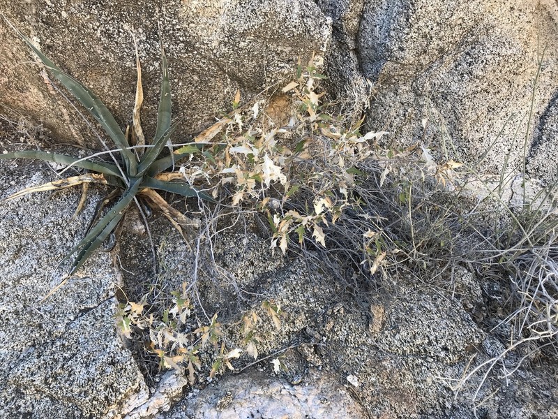Ambrosia flexuosa