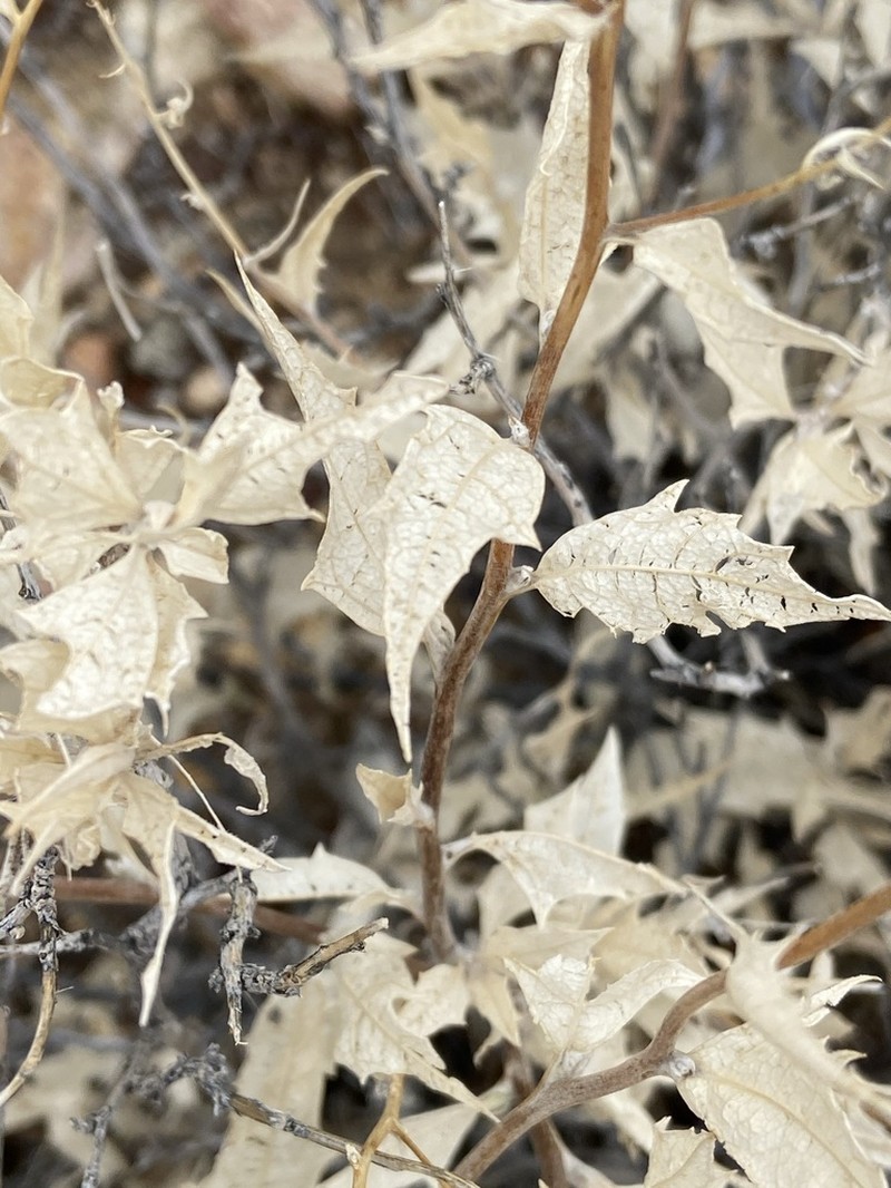 Ambrosia flexuosa photo 2