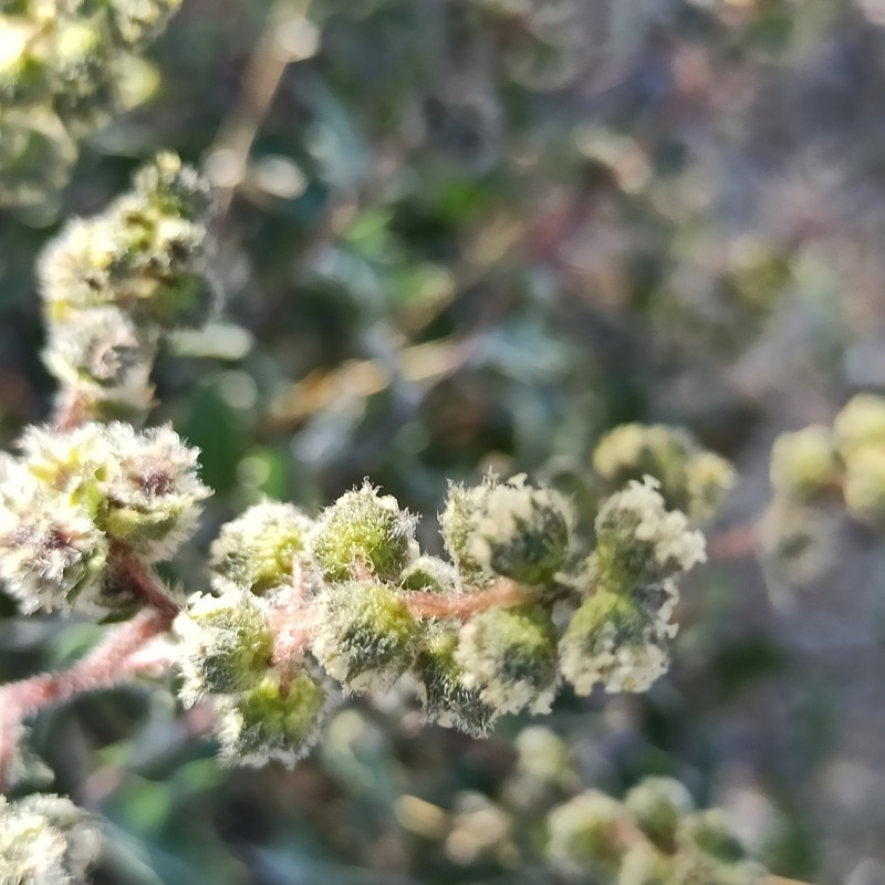 Ambrosia flexuosa photo 3