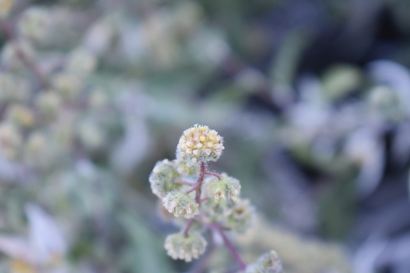 Ambrosia flexuosa photo 4