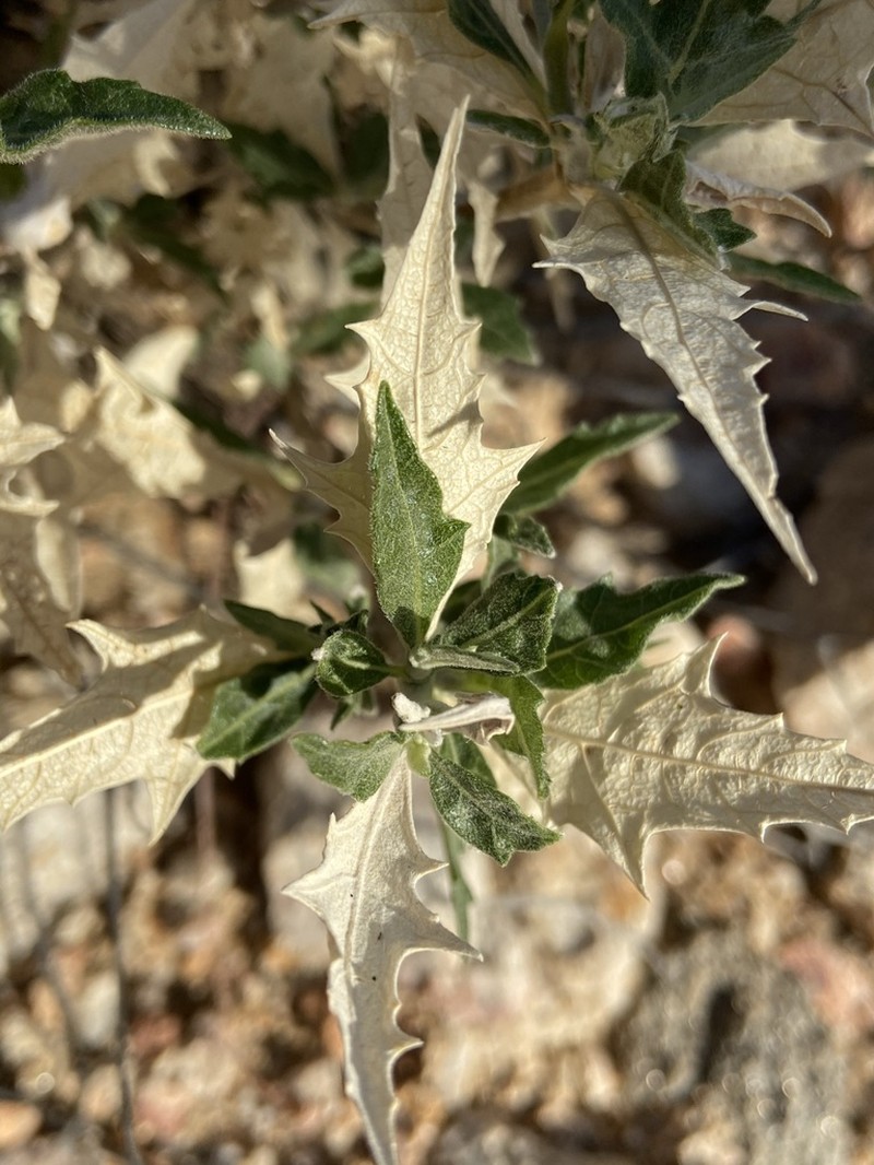 Ambrosia flexuosa photo 6