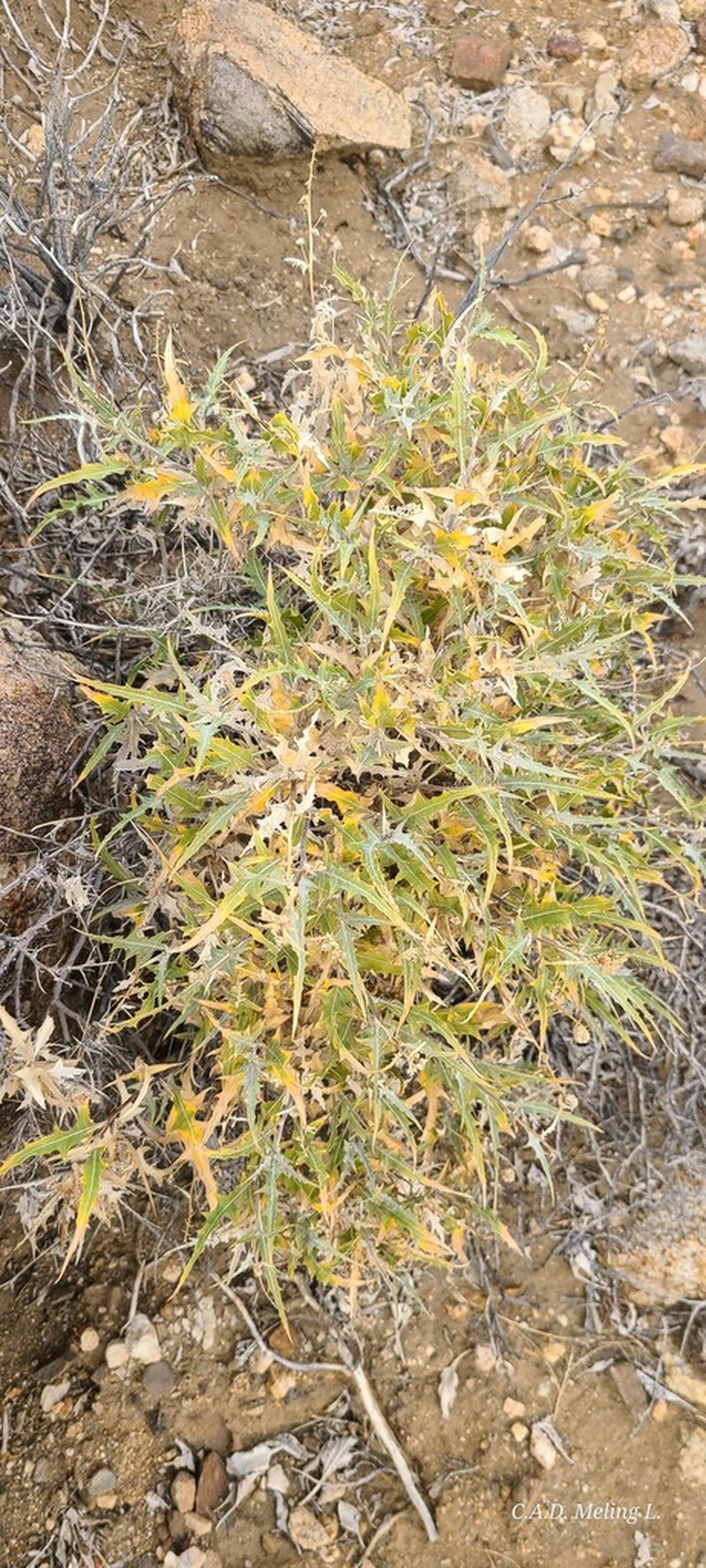 Ambrosia flexuosa photo 7