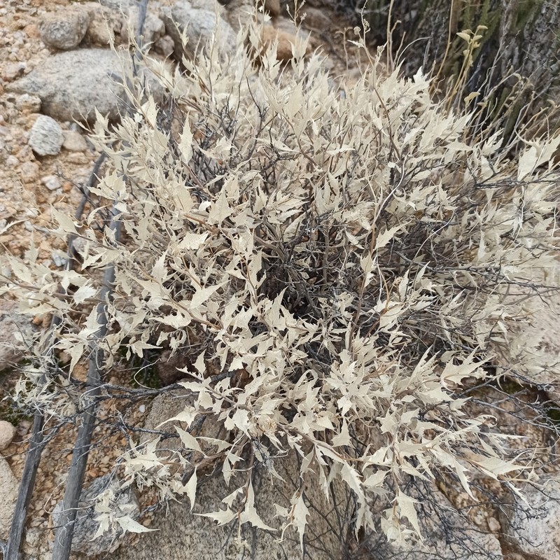 Ambrosia flexuosa photo 8