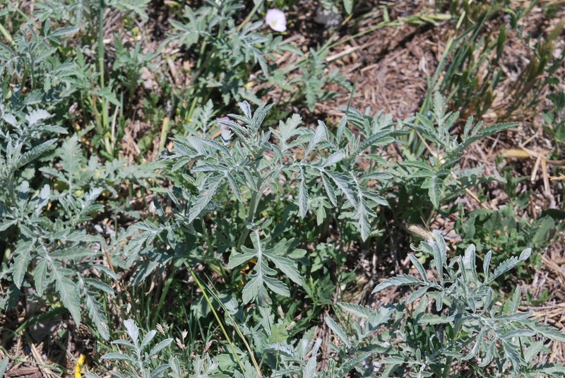 Woollyleaf Bur Ragweed
