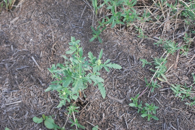Woollyleaf Bur Ragweed photo 2