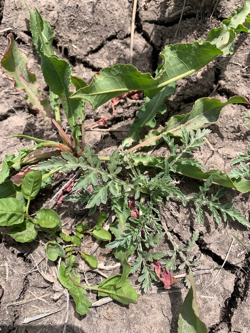 Woollyleaf Bur Ragweed photo 3
