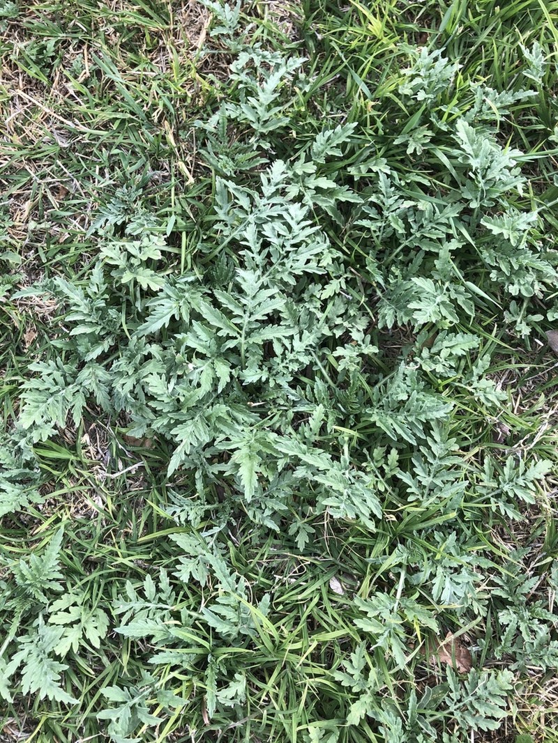 Woollyleaf Bur Ragweed photo 4