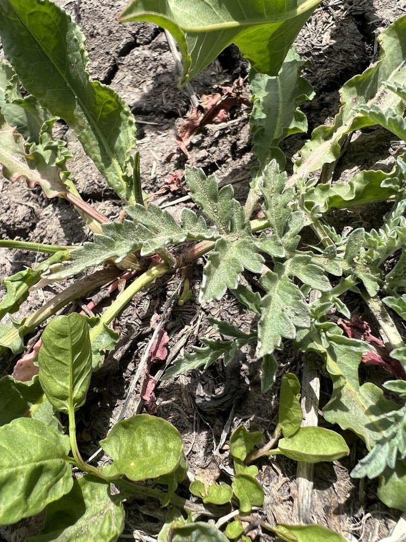 Woollyleaf Bur Ragweed photo 5