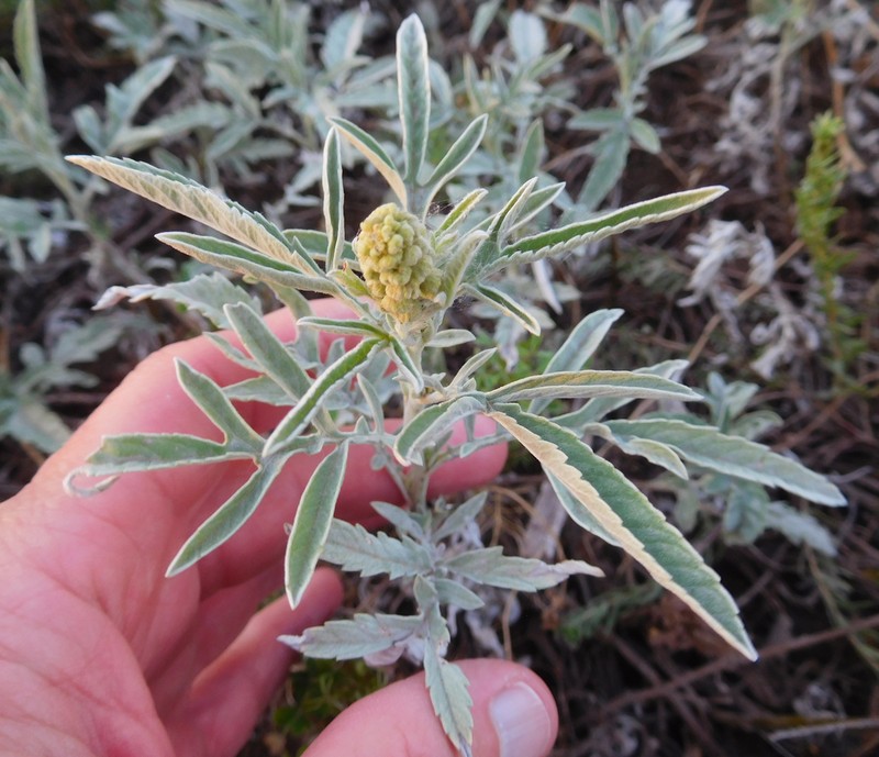 Woollyleaf Bur Ragweed photo 6