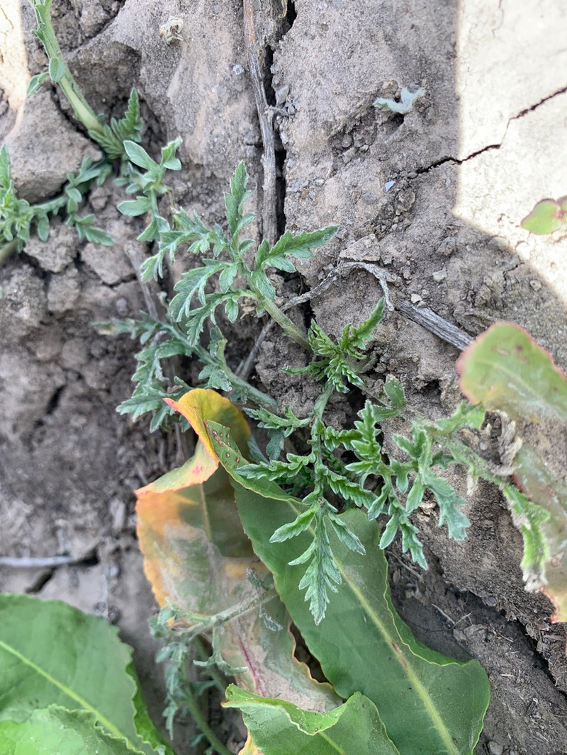 Woollyleaf Bur Ragweed photo 7