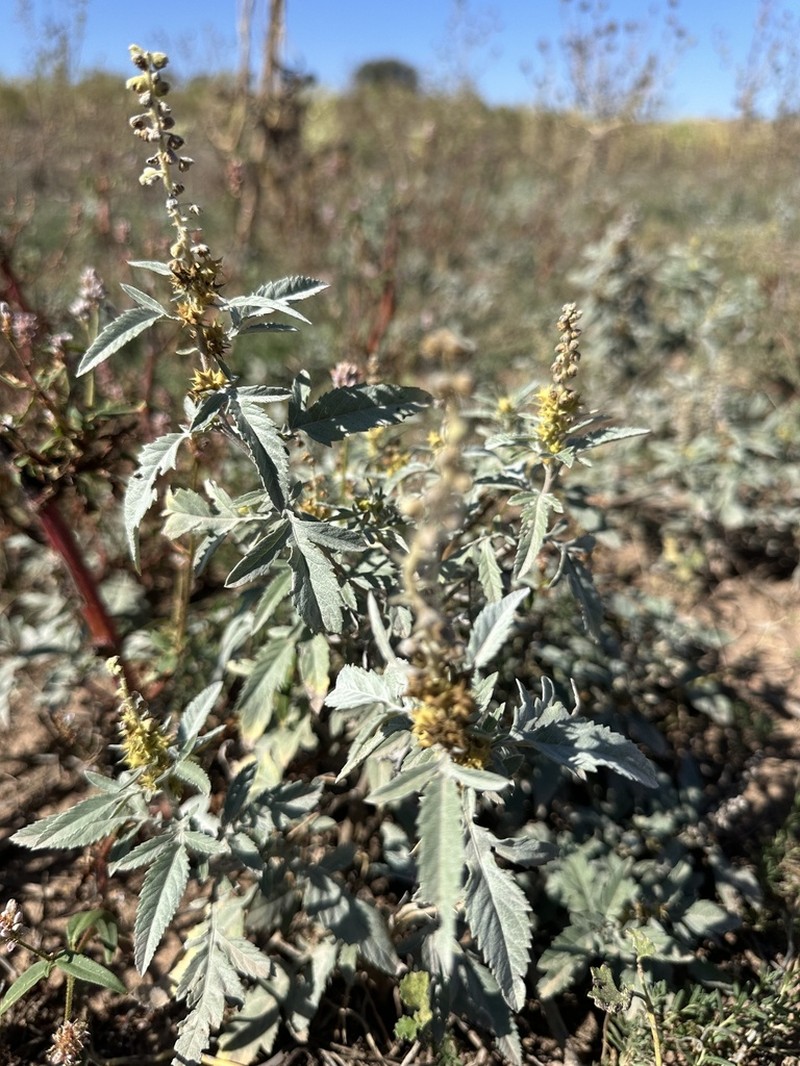 Woollyleaf Bur Ragweed photo 8