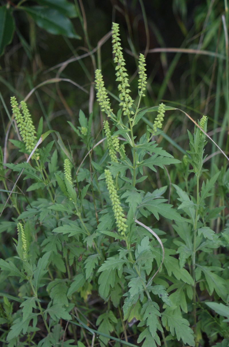 Coastal Ragweed