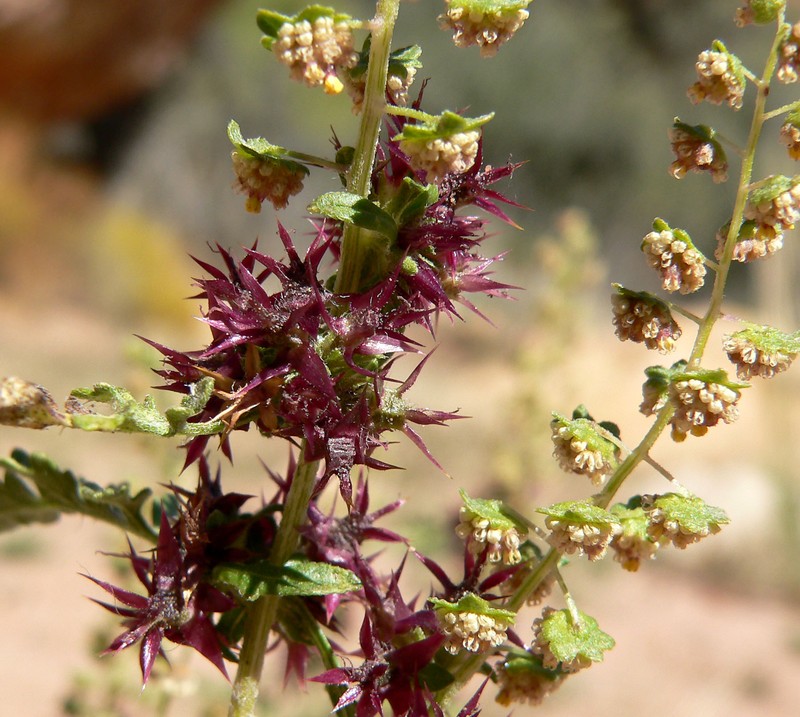 Coastal Ragweed photo 3