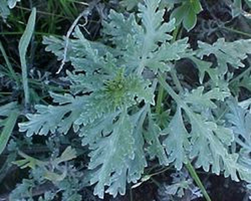 Coastal Ragweed photo 4