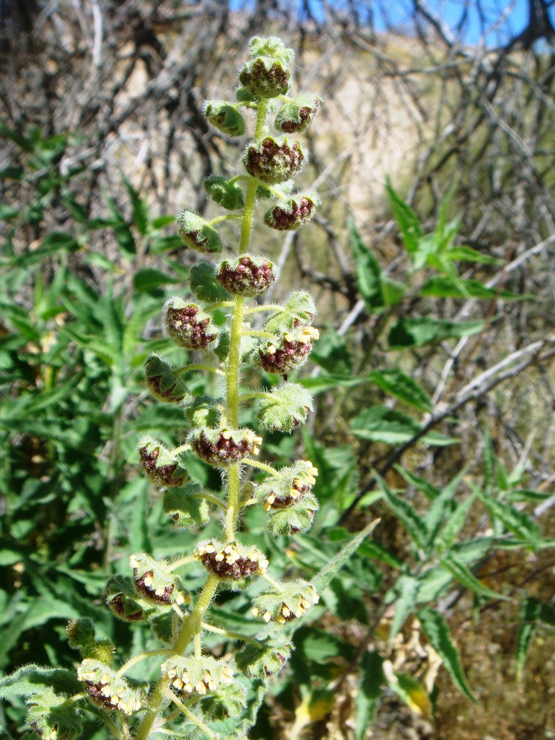 Coastal Ragweed photo 5