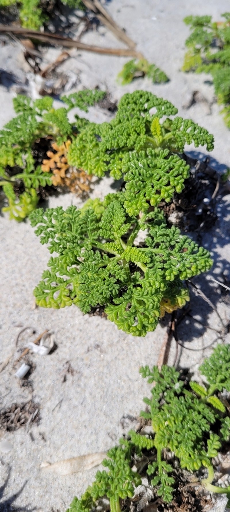 Coastal Ragweed photo 7