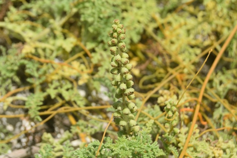 Coastal Ragweed photo 8