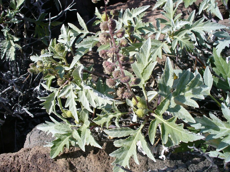 Ambrosia humi