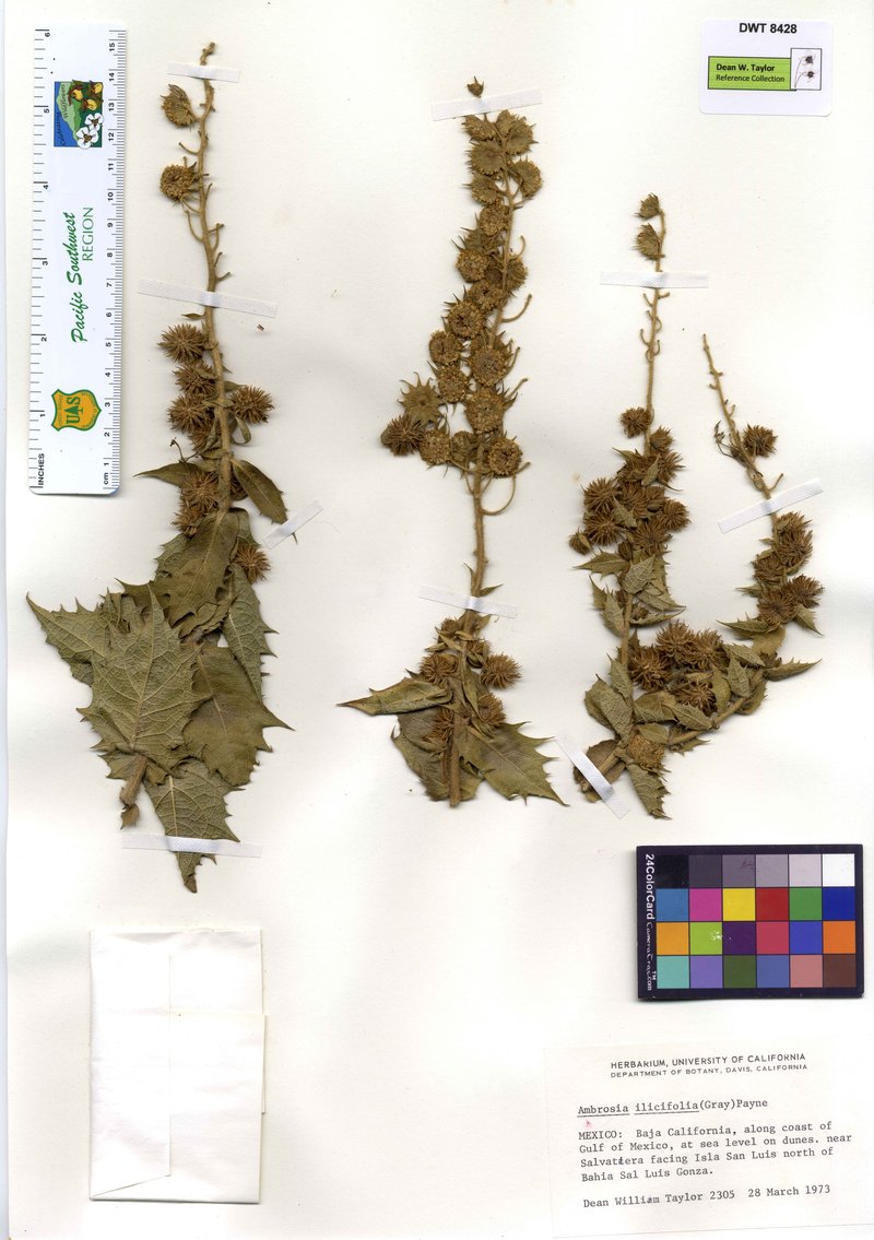 Hollyleaf Bur Ragweed