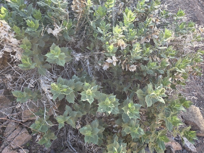 Hollyleaf Bur Ragweed