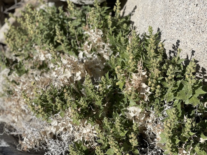 Hollyleaf Bur Ragweed photo 2