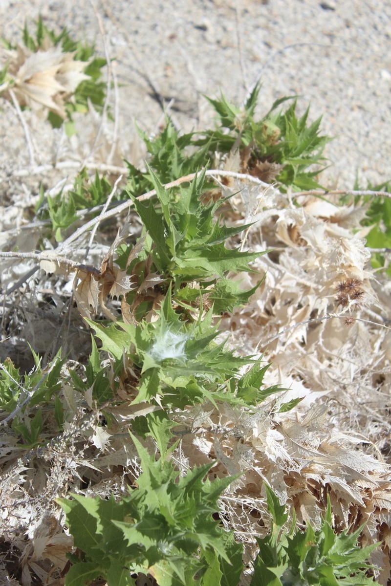 Hollyleaf Bur Ragweed photo 3