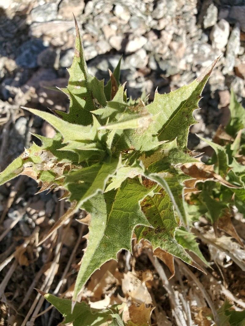 Hollyleaf Bur Ragweed photo 4