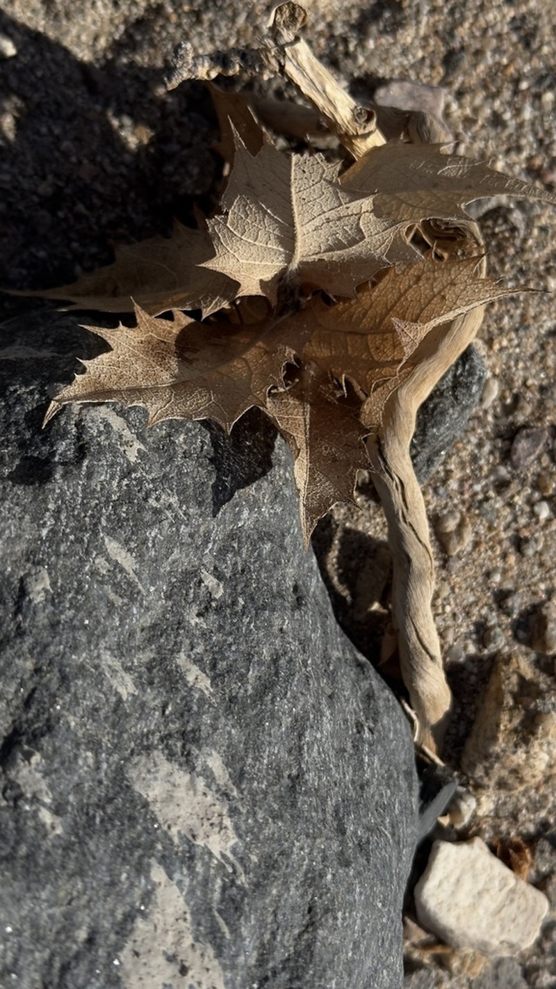 Hollyleaf Bur Ragweed photo 5