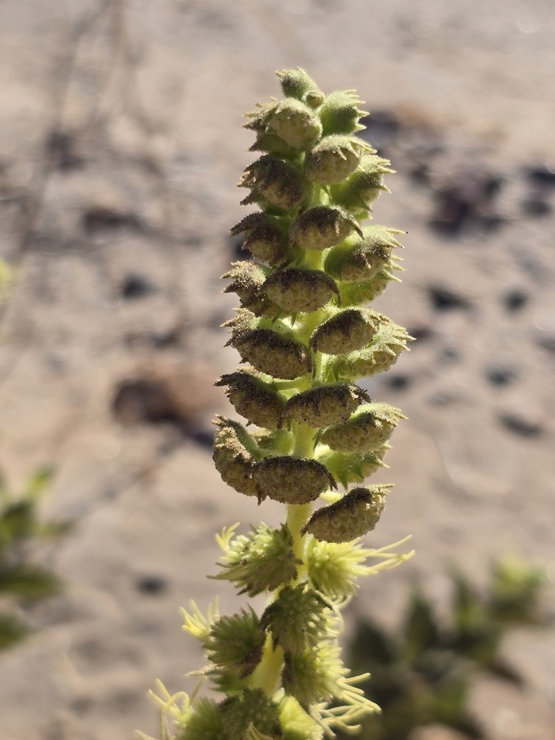 Hollyleaf Bur Ragweed photo 6