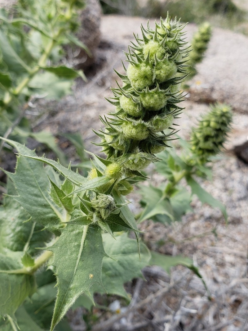 Hollyleaf Bur Ragweed photo 7