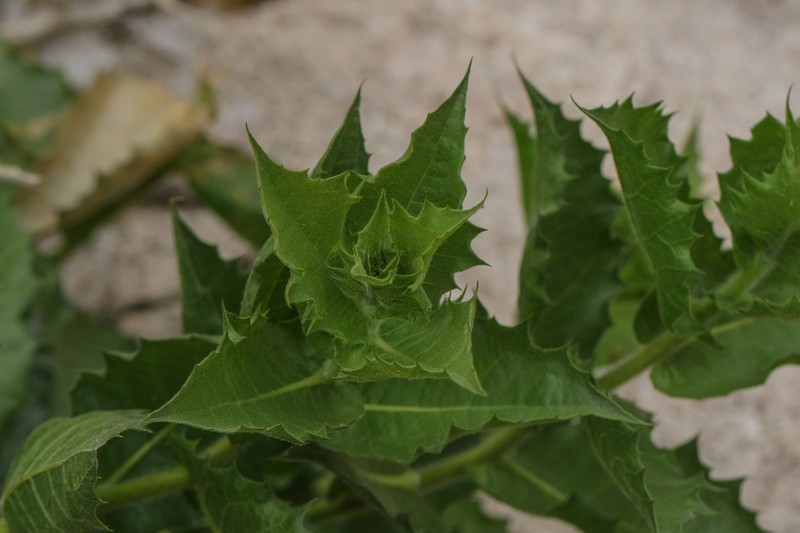 Hollyleaf Bur Ragweed photo 8
