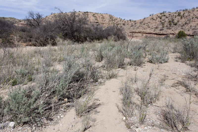 Streaked Bur Ragweed