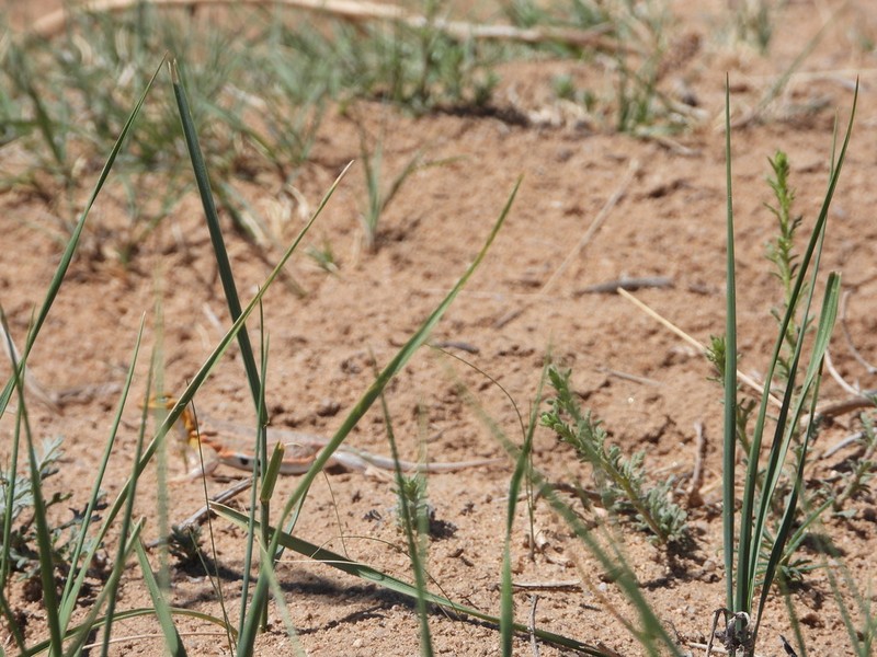 Streaked Bur Ragweed