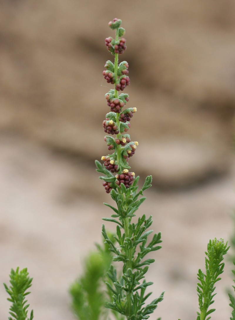 Streaked Bur Ragweed photo 2