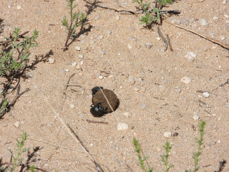 Streaked Bur Ragweed photo 3