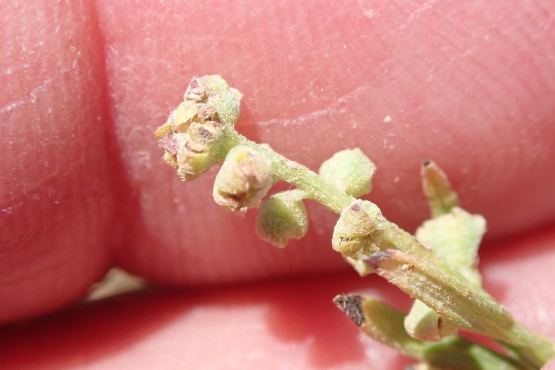 Streaked Bur Ragweed photo 4