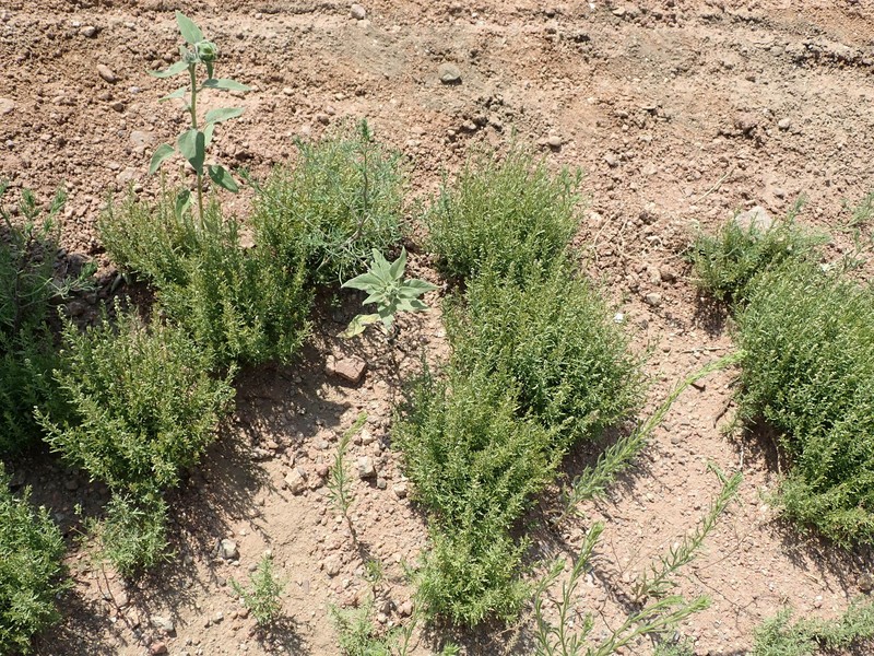Streaked Bur Ragweed photo 5