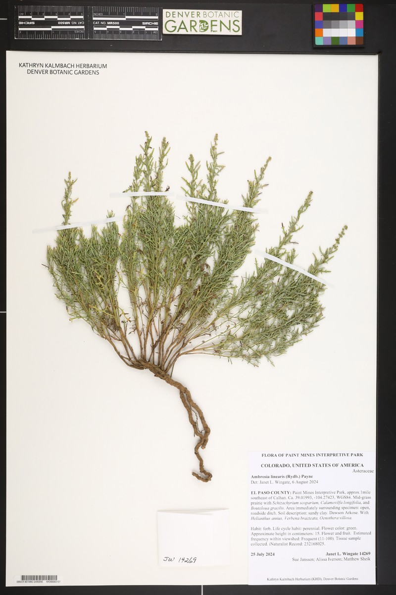 Streaked Bur Ragweed photo 6