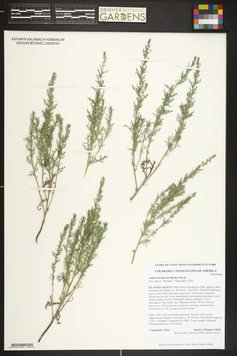 Streaked Bur Ragweed photo 7