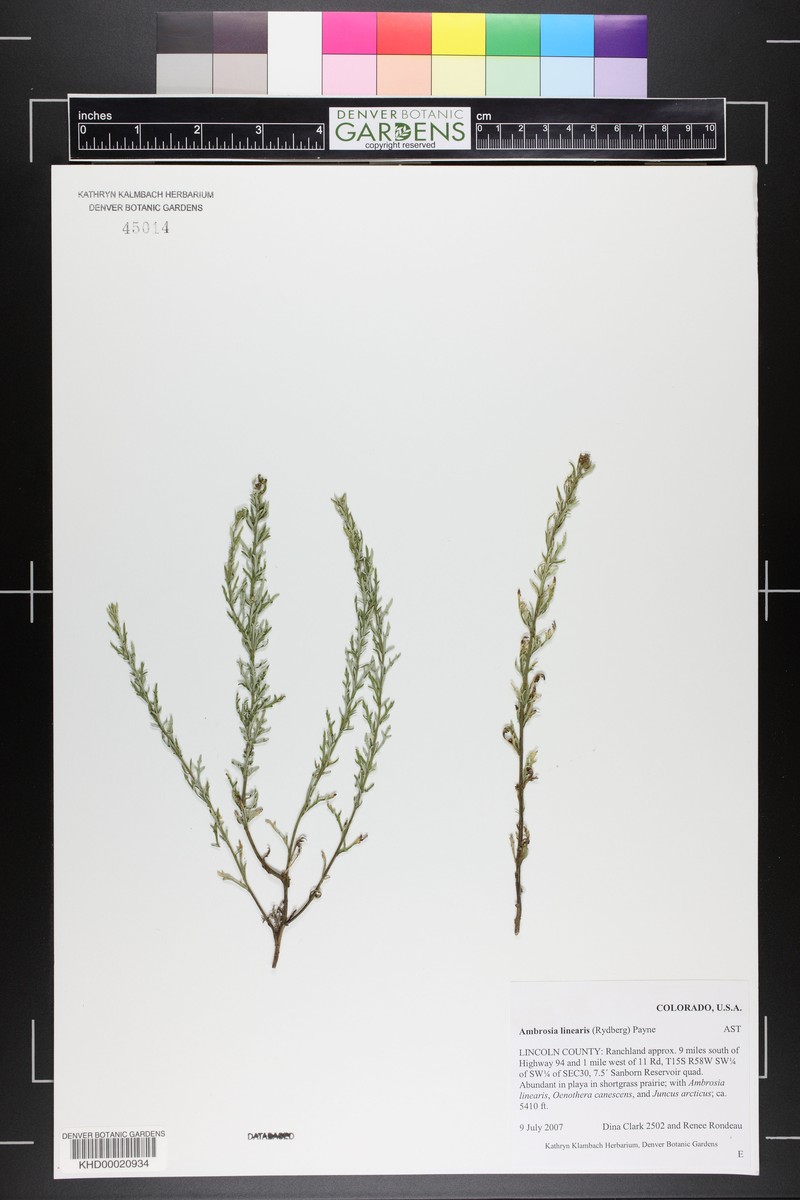 Streaked Bur Ragweed photo 8