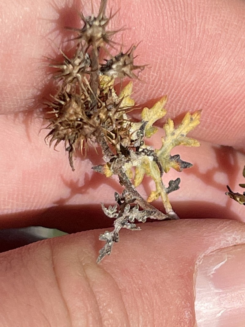 Ambrosia magdalenae