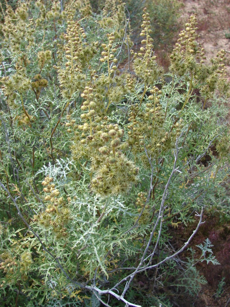 Ambrosia magdalenae photo 2