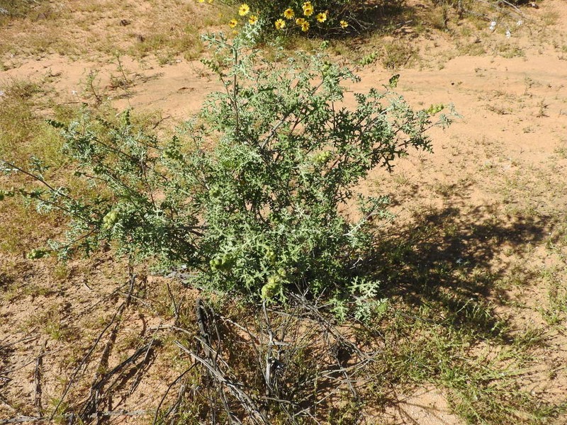 Ambrosia magdalenae photo 3