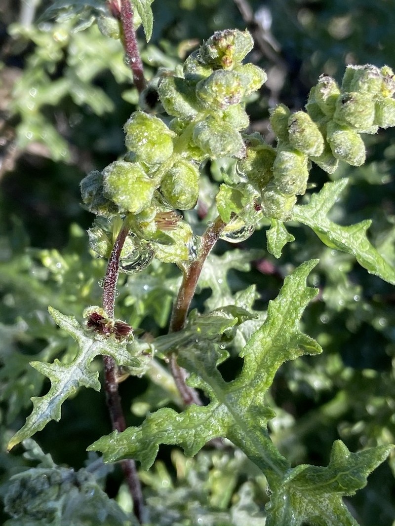 Ambrosia magdalenae photo 5